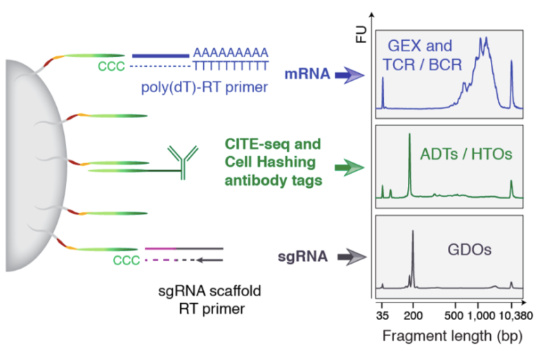 ECCITE-seq Overview