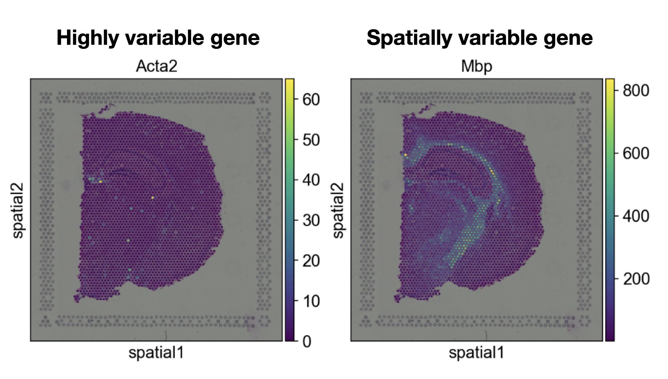 Difference highly variable gene versus spatially variable gene